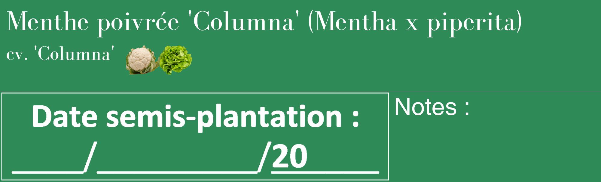 Étiquette de : Mentha x piperita cv. 'Columna' - format c - style blanche11basique_basique_basiquebod avec comestibilité simplifiée
