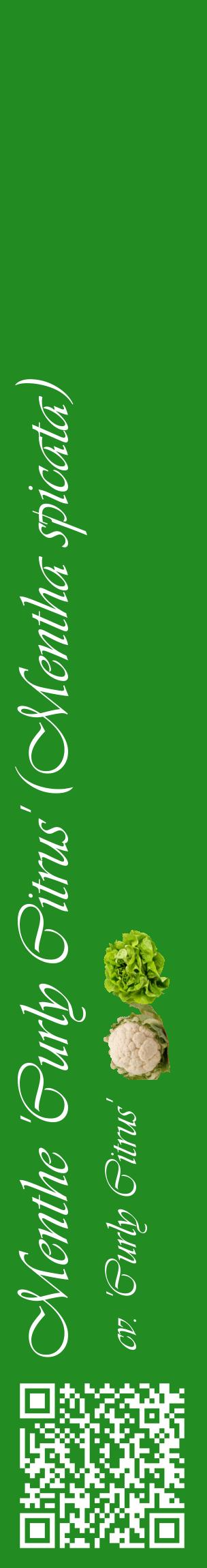 Étiquette de : Mentha spicata cv. 'Curly Citrus' - format c - style blanche10_basiqueviv avec qrcode et comestibilité simplifiée
