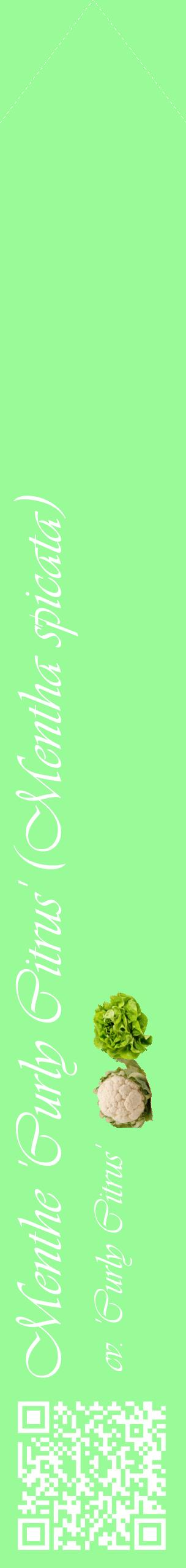 Étiquette de : Mentha spicata cv. 'Curly Citrus' - format c - style blanche14_simpleviv avec qrcode et comestibilité simplifiée