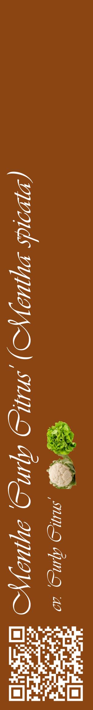 Étiquette de : Mentha spicata cv. 'Curly Citrus' - format c - style blanche30_basiqueviv avec qrcode et comestibilité simplifiée