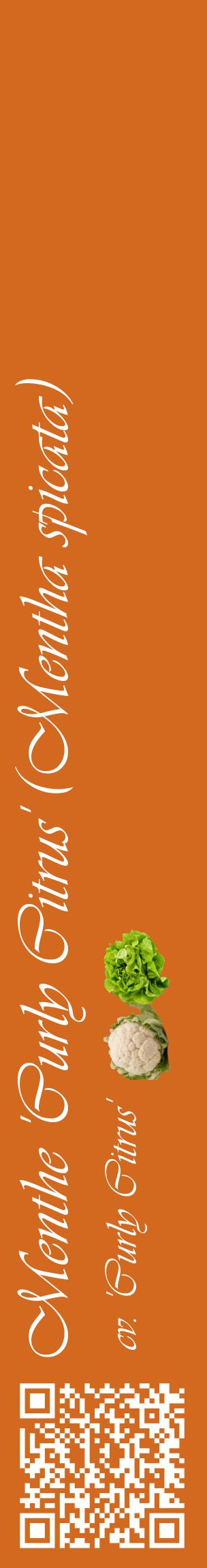 Étiquette de : Mentha spicata cv. 'Curly Citrus' - format c - style blanche31_basiqueviv avec qrcode et comestibilité simplifiée