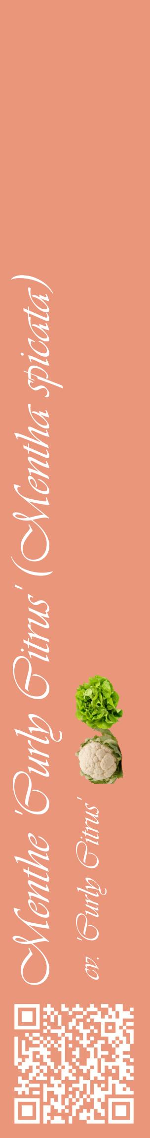 Étiquette de : Mentha spicata cv. 'Curly Citrus' - format c - style blanche37_basiqueviv avec qrcode et comestibilité simplifiée