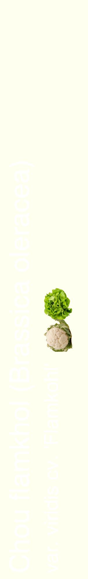 Étiquette de : Brassica oleracea var. viridis cv. 'Flamkohl' - format c - style blanche19_basiquehel avec comestibilité simplifiée
