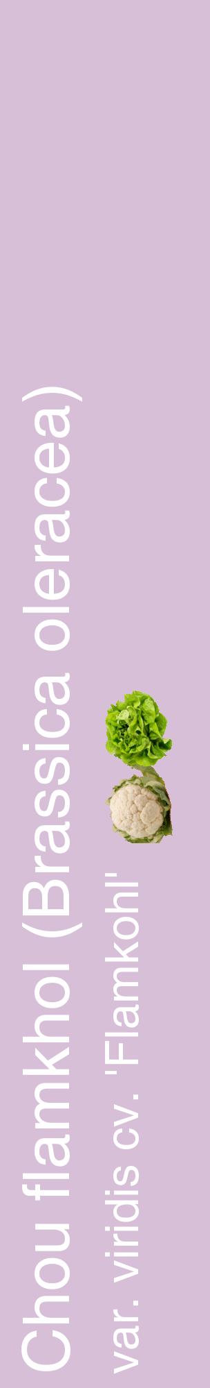 Étiquette de : Brassica oleracea var. viridis cv. 'Flamkohl' - format c - style blanche54_basiquehel avec comestibilité simplifiée