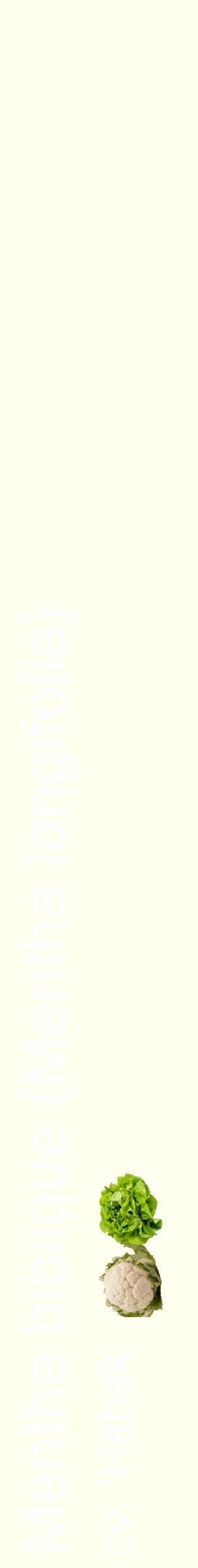 Étiquette de : Mentha longifolia cv. 'Habak' - format c - style blanche19_simplehel avec comestibilité simplifiée