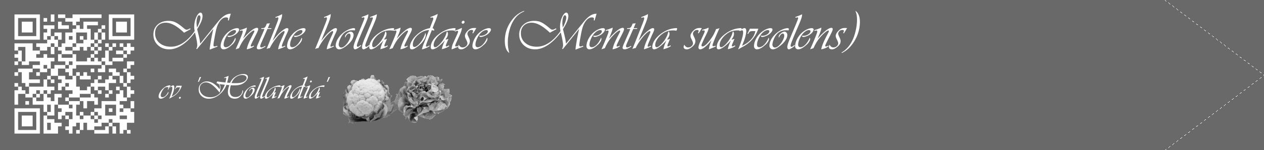 Étiquette de : Mentha suaveolens cv. 'Hollandia' - format c - style blanche11_simple_simpleviv avec qrcode et comestibilité simplifiée
