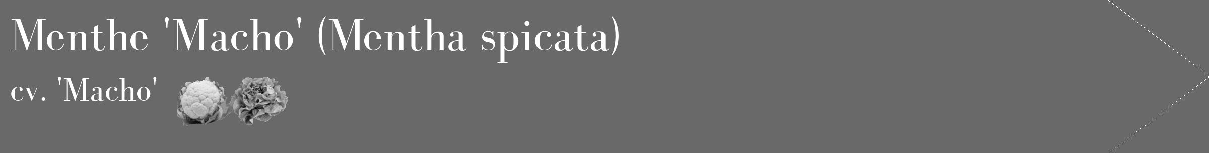 Étiquette de : Mentha spicata cv. 'Macho' - format c - style blanche11_simple_simplebod avec comestibilité simplifiée