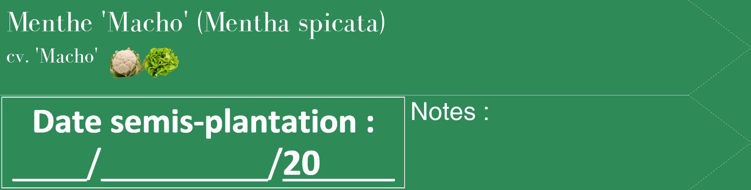 Étiquette de : Mentha spicata cv. 'Macho' - format c - style blanche11_simple_simplebod avec comestibilité simplifiée