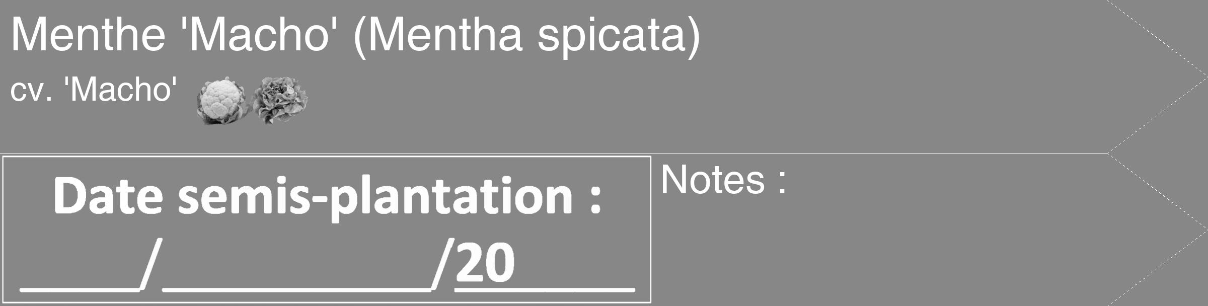 Étiquette de : Mentha spicata cv. 'Macho' - format c - style blanche12_simple_simplehel avec comestibilité simplifiée