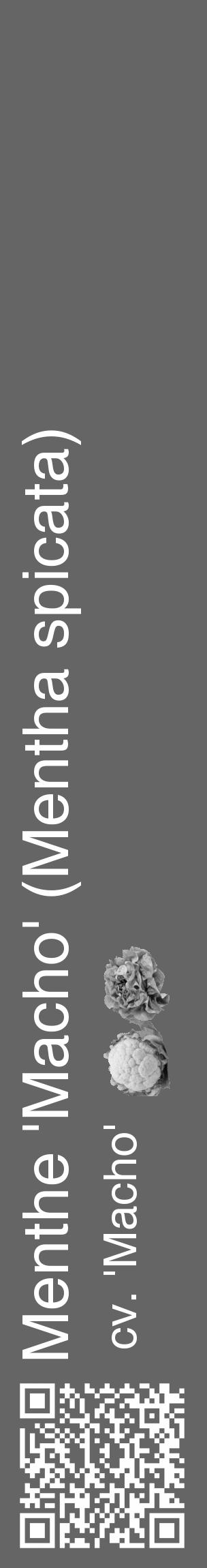 Étiquette de : Mentha spicata cv. 'Macho' - format c - style blanche32_basique_basiquehel avec qrcode et comestibilité simplifiée - position verticale