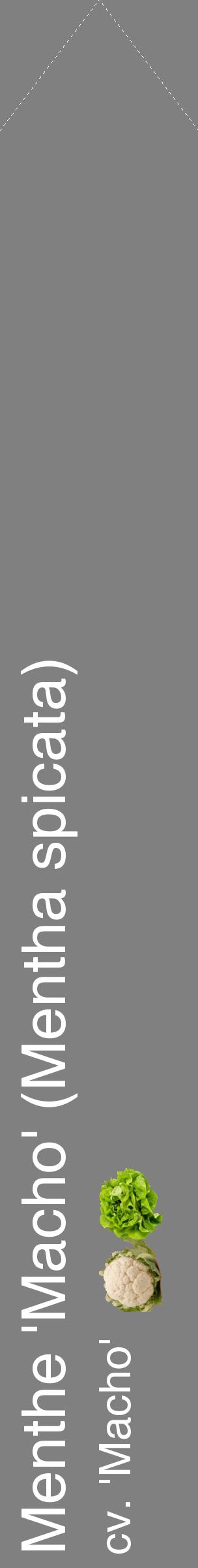 Étiquette de : Mentha spicata cv. 'Macho' - format c - style blanche57_simplehel avec comestibilité simplifiée