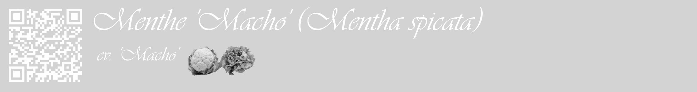Étiquette de : Mentha spicata cv. 'Macho' - format c - style blanche56_basique_basiqueviv avec qrcode et comestibilité simplifiée