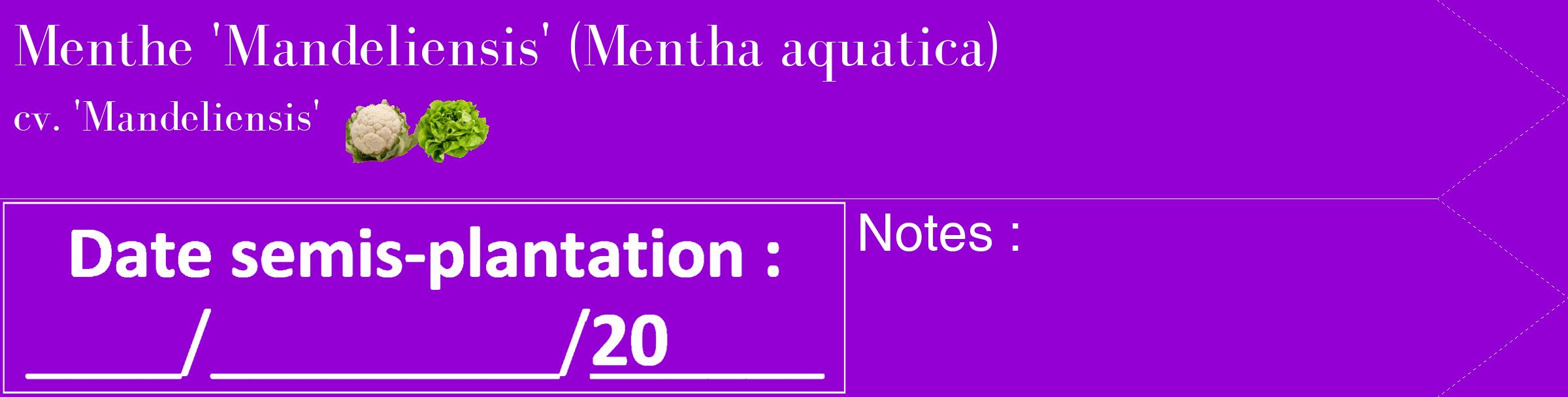 Étiquette de : Mentha aquatica cv. 'Mandeliensis' - format c - style blanche48_simple_simplebod avec comestibilité simplifiée