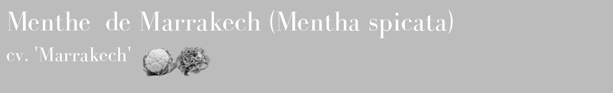 Étiquette de : Mentha spicata cv. 'Marrakech' - format c - style blanche1_basique_basiquebod avec comestibilité simplifiée