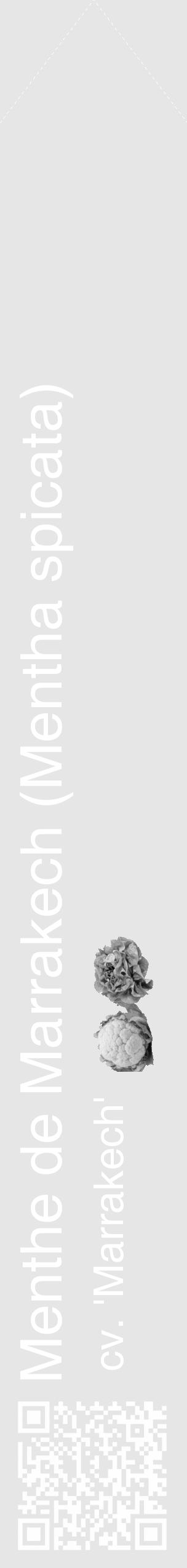 Étiquette de : Mentha spicata cv. 'Marrakech' - format c - style blanche18_simple_simplehel avec qrcode et comestibilité simplifiée - position verticale
