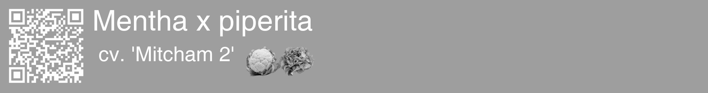 Étiquette de : Mentha x piperita cv. 'Mitcham 2' - format c - style blanche42_basique_basiquehel avec qrcode et comestibilité simplifiée