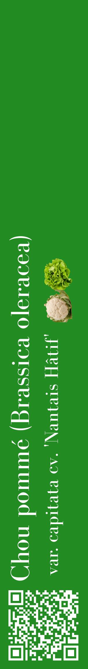 Étiquette de : Brassica oleracea var. capitata cv. 'Nantais Hâtif' - format c - style blanche10_basiquebod avec qrcode et comestibilité simplifiée
