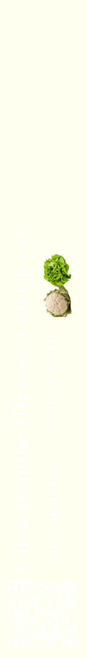 Étiquette de : Brassica oleracea var. capitata cv. 'Nantais Hâtif' - format c - style blanche19_basiquebod avec qrcode et comestibilité simplifiée
