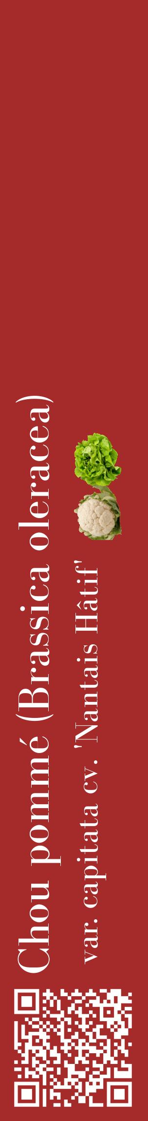Étiquette de : Brassica oleracea var. capitata cv. 'Nantais Hâtif' - format c - style blanche33_basiquebod avec qrcode et comestibilité simplifiée