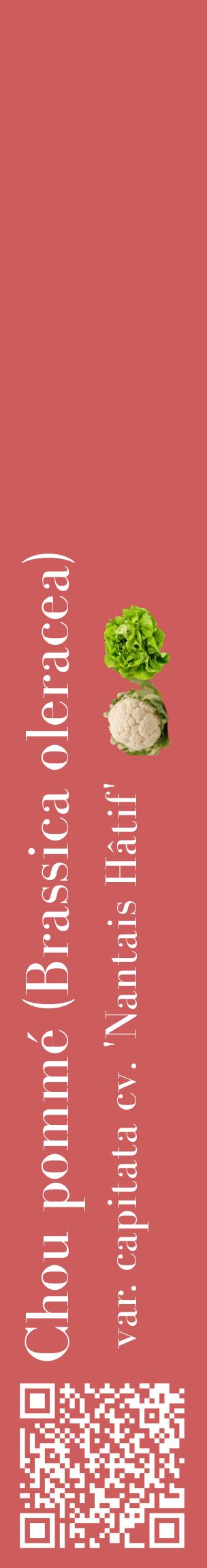 Étiquette de : Brassica oleracea var. capitata cv. 'Nantais Hâtif' - format c - style blanche35_basiquebod avec qrcode et comestibilité simplifiée