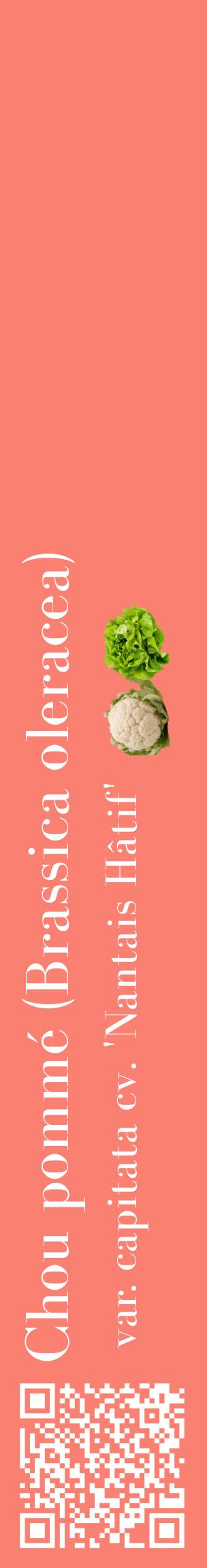 Étiquette de : Brassica oleracea var. capitata cv. 'Nantais Hâtif' - format c - style blanche38_basiquebod avec qrcode et comestibilité simplifiée