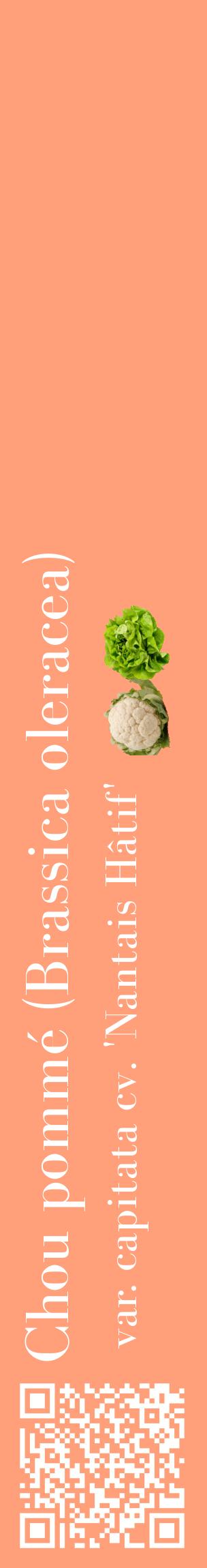 Étiquette de : Brassica oleracea var. capitata cv. 'Nantais Hâtif' - format c - style blanche39_basiquebod avec qrcode et comestibilité simplifiée