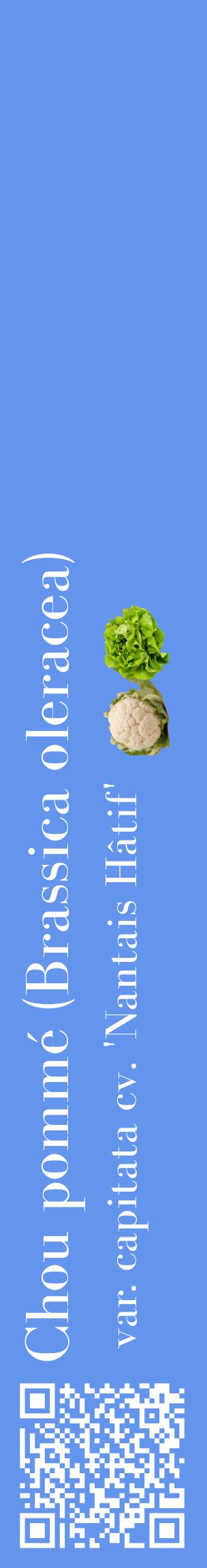 Étiquette de : Brassica oleracea var. capitata cv. 'Nantais Hâtif' - format c - style blanche4_basiquebod avec qrcode et comestibilité simplifiée