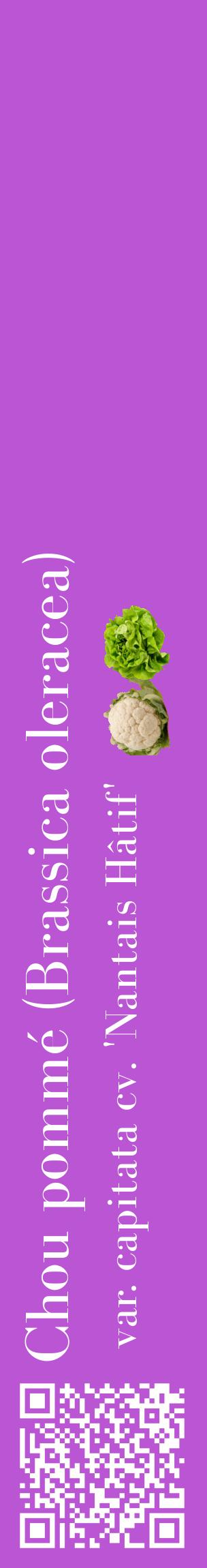 Étiquette de : Brassica oleracea var. capitata cv. 'Nantais Hâtif' - format c - style blanche50_basiquebod avec qrcode et comestibilité simplifiée
