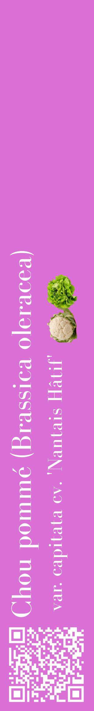 Étiquette de : Brassica oleracea var. capitata cv. 'Nantais Hâtif' - format c - style blanche52_basiquebod avec qrcode et comestibilité simplifiée