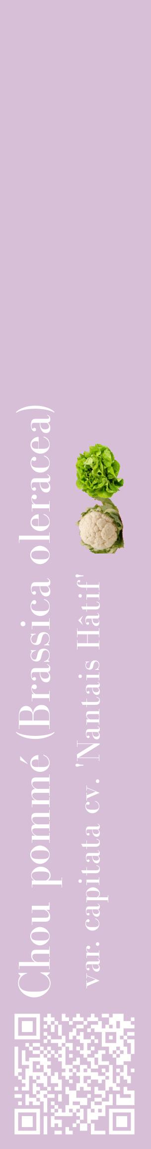 Étiquette de : Brassica oleracea var. capitata cv. 'Nantais Hâtif' - format c - style blanche54_basiquebod avec qrcode et comestibilité simplifiée