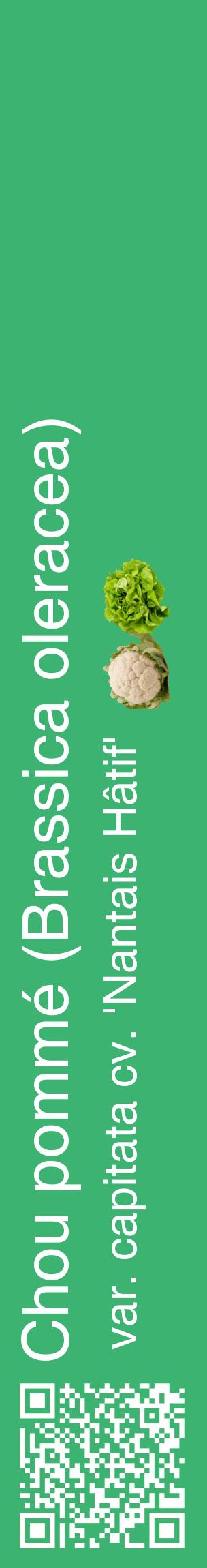 Étiquette de : Brassica oleracea var. capitata cv. 'Nantais Hâtif' - format c - style blanche12_basiquehel avec qrcode et comestibilité simplifiée