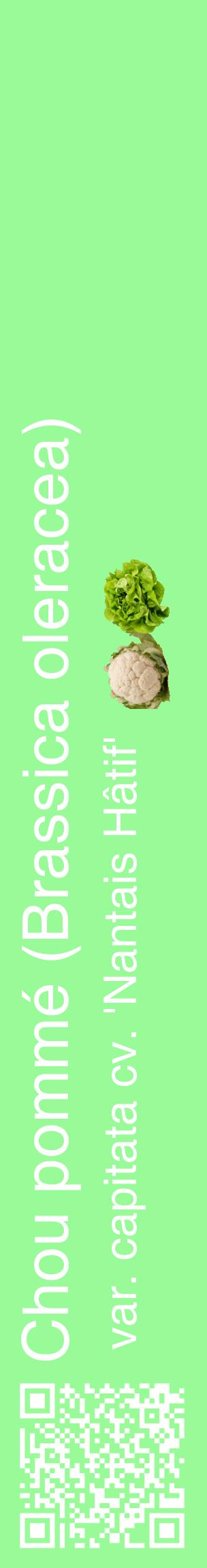 Étiquette de : Brassica oleracea var. capitata cv. 'Nantais Hâtif' - format c - style blanche14_basiquehel avec qrcode et comestibilité simplifiée