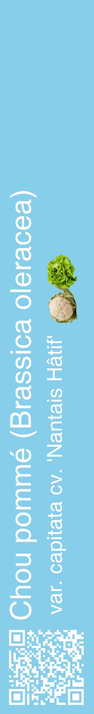 Étiquette de : Brassica oleracea var. capitata cv. 'Nantais Hâtif' - format c - style blanche1_basiquehel avec qrcode et comestibilité simplifiée