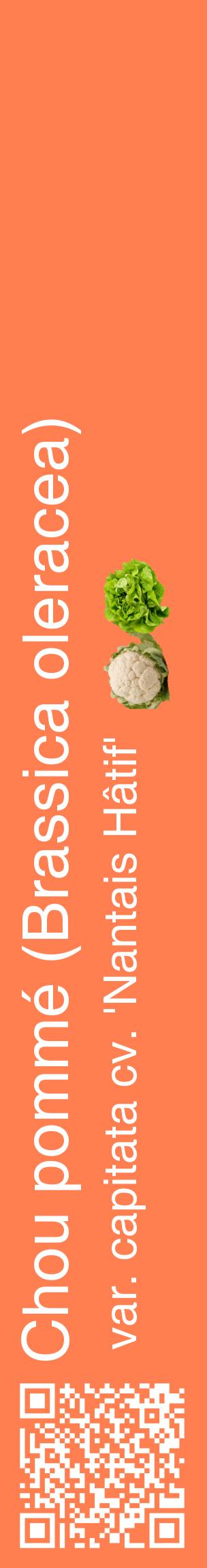 Étiquette de : Brassica oleracea var. capitata cv. 'Nantais Hâtif' - format c - style blanche24_basiquehel avec qrcode et comestibilité simplifiée