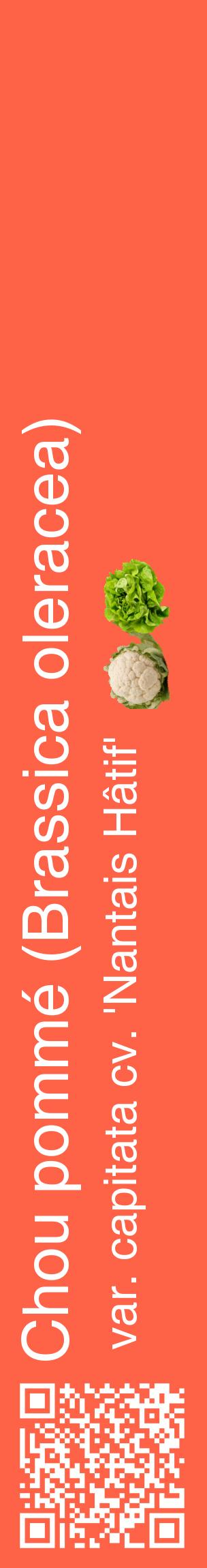 Étiquette de : Brassica oleracea var. capitata cv. 'Nantais Hâtif' - format c - style blanche25_basiquehel avec qrcode et comestibilité simplifiée