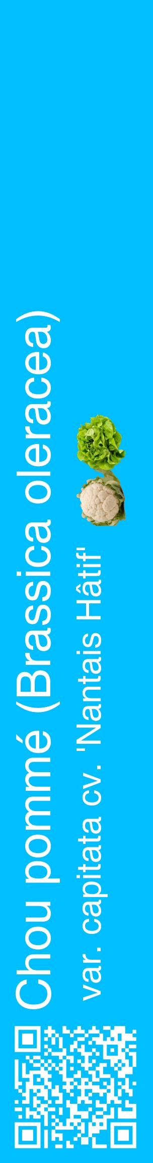 Étiquette de : Brassica oleracea var. capitata cv. 'Nantais Hâtif' - format c - style blanche2_basiquehel avec qrcode et comestibilité simplifiée