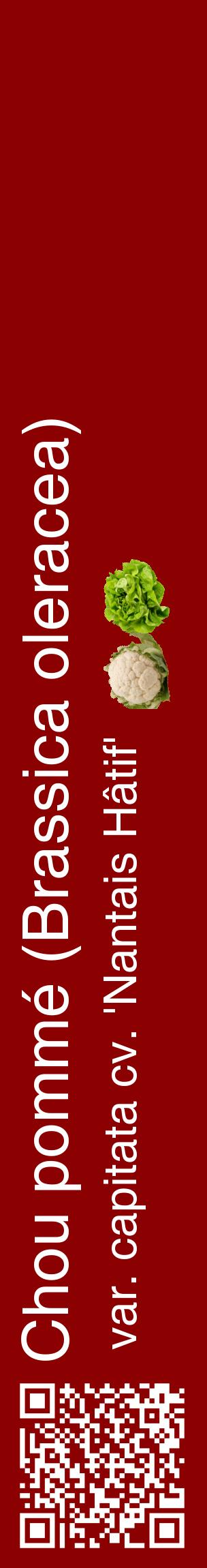 Étiquette de : Brassica oleracea var. capitata cv. 'Nantais Hâtif' - format c - style blanche34_basiquehel avec qrcode et comestibilité simplifiée
