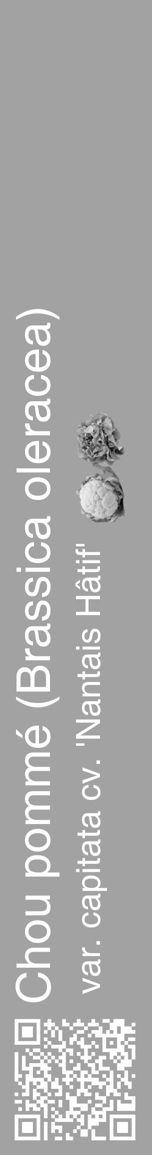 Étiquette de : Brassica oleracea var. capitata cv. 'Nantais Hâtif' - format c - style blanche38_basique_basiquehel avec qrcode et comestibilité simplifiée - position verticale