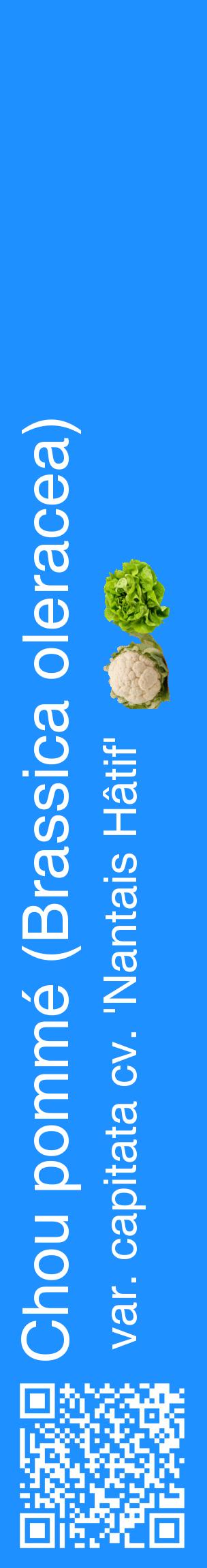 Étiquette de : Brassica oleracea var. capitata cv. 'Nantais Hâtif' - format c - style blanche3_basiquehel avec qrcode et comestibilité simplifiée