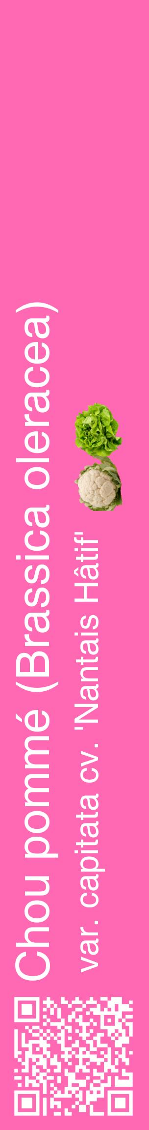 Étiquette de : Brassica oleracea var. capitata cv. 'Nantais Hâtif' - format c - style blanche42_basiquehel avec qrcode et comestibilité simplifiée