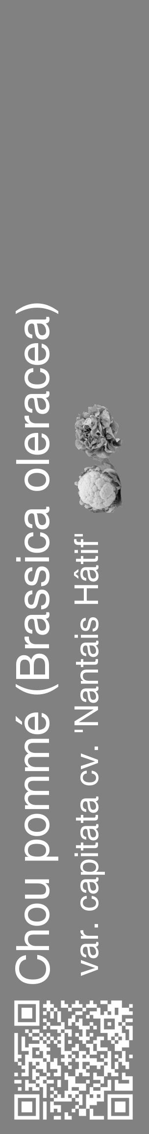 Étiquette de : Brassica oleracea var. capitata cv. 'Nantais Hâtif' - format c - style blanche50_basique_basiquehel avec qrcode et comestibilité simplifiée - position verticale