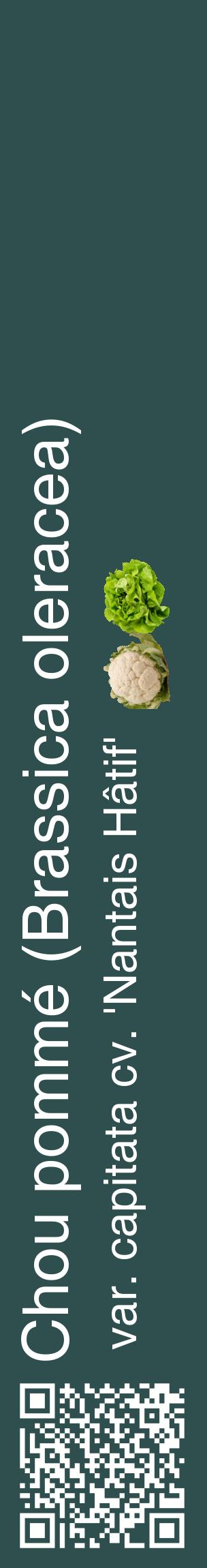 Étiquette de : Brassica oleracea var. capitata cv. 'Nantais Hâtif' - format c - style blanche58_basiquehel avec qrcode et comestibilité simplifiée