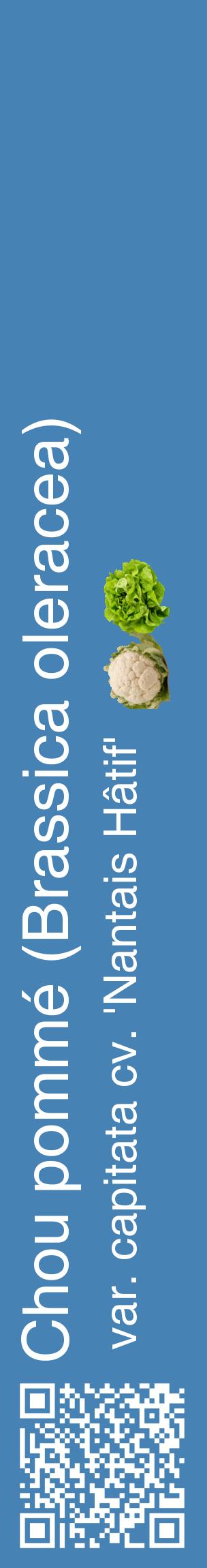 Étiquette de : Brassica oleracea var. capitata cv. 'Nantais Hâtif' - format c - style blanche5_basiquehel avec qrcode et comestibilité simplifiée
