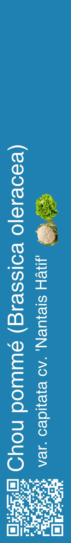 Étiquette de : Brassica oleracea var. capitata cv. 'Nantais Hâtif' - format c - style blanche6_basiquehel avec qrcode et comestibilité simplifiée