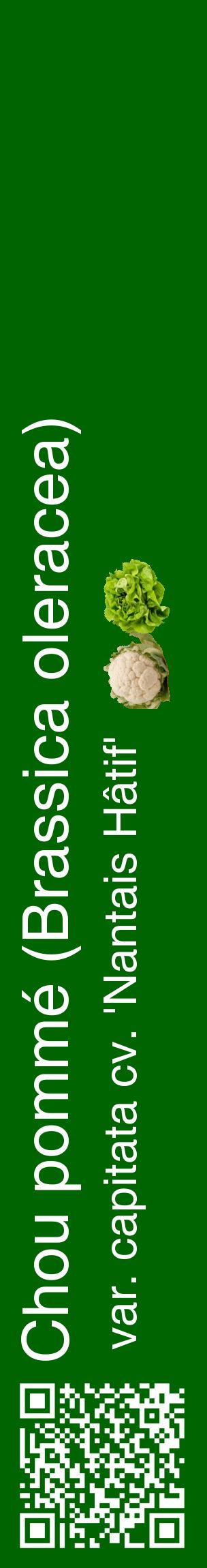 Étiquette de : Brassica oleracea var. capitata cv. 'Nantais Hâtif' - format c - style blanche8_basiquehel avec qrcode et comestibilité simplifiée