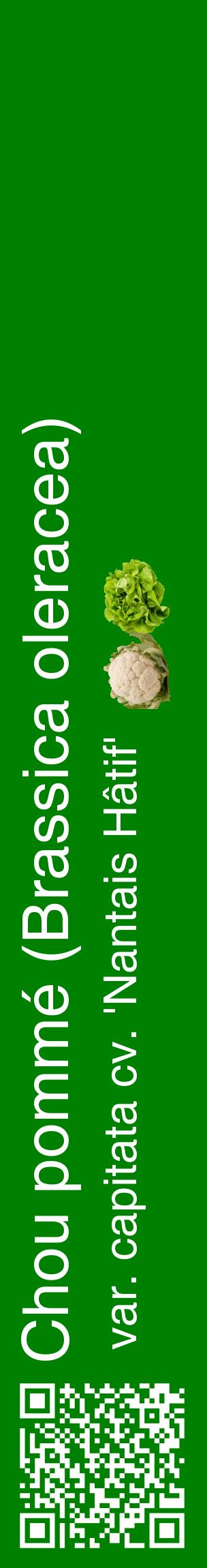 Étiquette de : Brassica oleracea var. capitata cv. 'Nantais Hâtif' - format c - style blanche9_basiquehel avec qrcode et comestibilité simplifiée