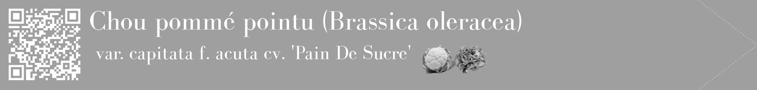 Étiquette de : Brassica oleracea var. capitata f. acuta cv. 'Pain De Sucre' - format c - style blanche24_simple_simplebod avec qrcode et comestibilité simplifiée