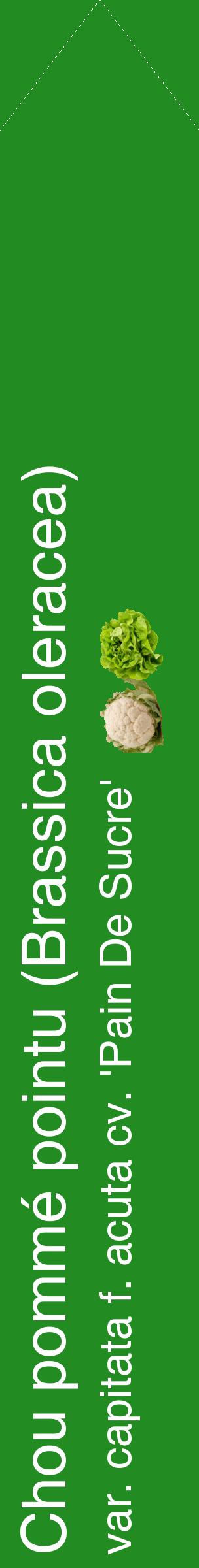 Étiquette de : Brassica oleracea var. capitata f. acuta cv. 'Pain De Sucre' - format c - style blanche10_simplehel avec comestibilité simplifiée