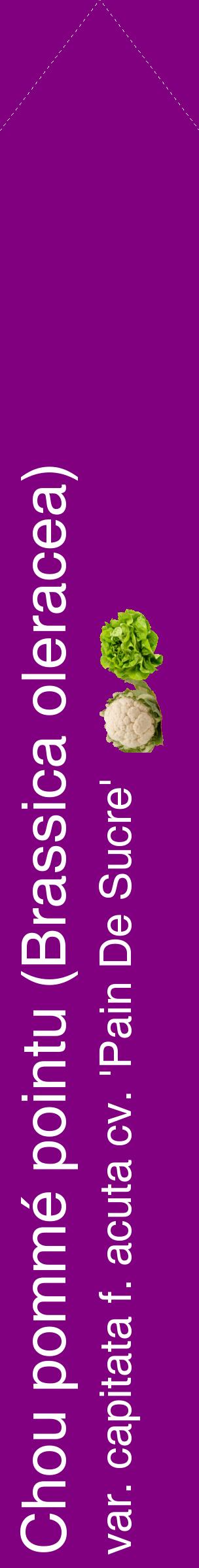 Étiquette de : Brassica oleracea var. capitata f. acuta cv. 'Pain De Sucre' - format c - style blanche46_simplehel avec comestibilité simplifiée