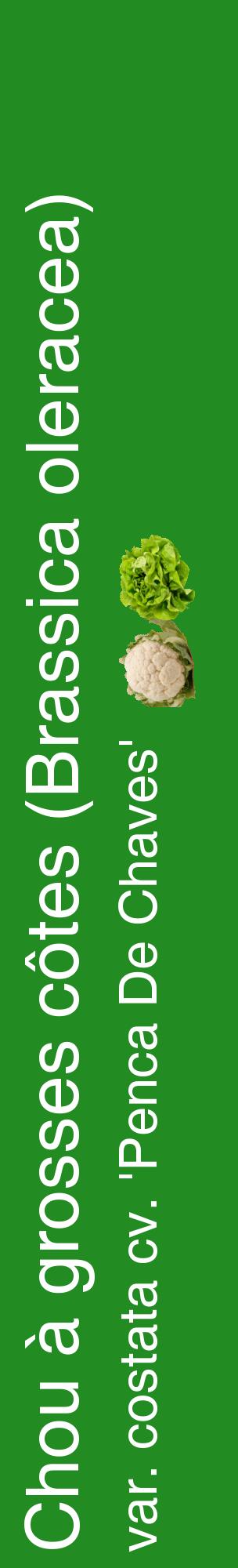 Étiquette de : Brassica oleracea var. costata cv. 'Penca De Chaves' - format c - style blanche10_basiquehel avec comestibilité simplifiée